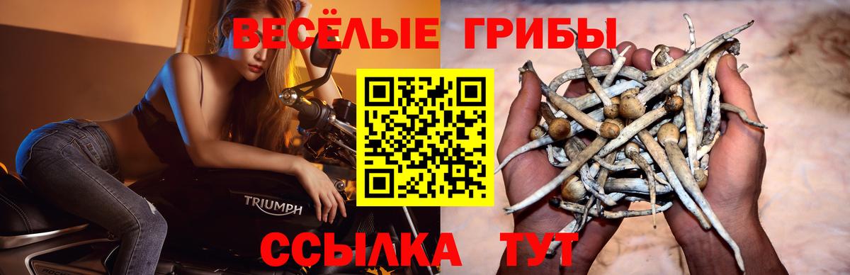 Псилоцибиновые грибы GOLDEN TEACHER  Галлюциногенные грибы Psilocybe  Тихвин  Вход с VPN 